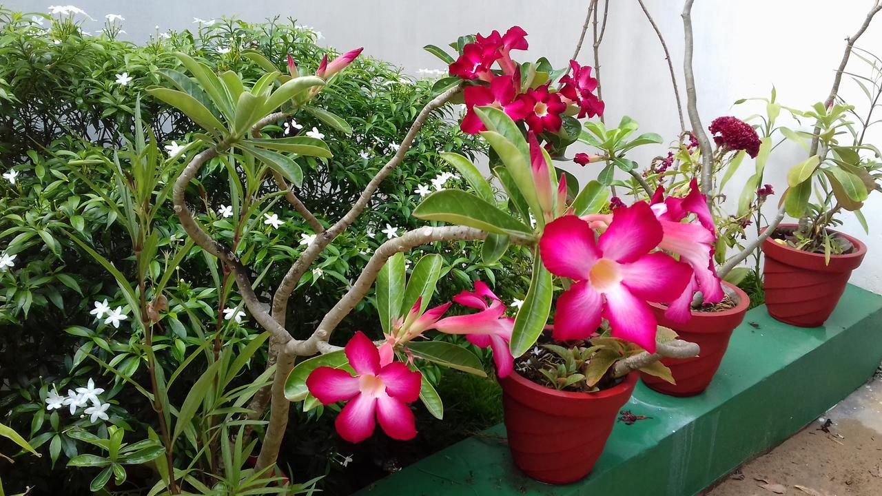 Marari Coastal Dreams Homestay