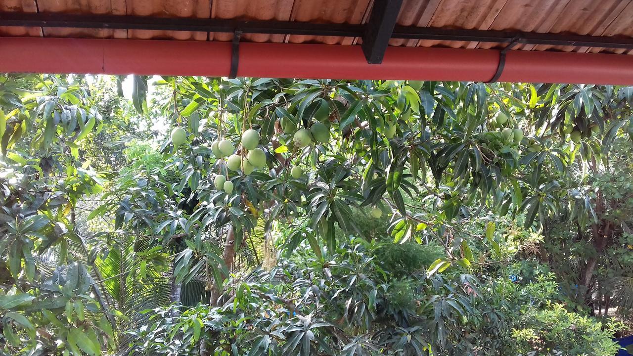 Marari Coastal Dreams Homestay Alappuzha